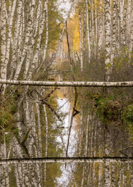Bataklık hendeği olan manzara, hendeğin kenarındaki renkli ağaçlar, suyun üzerine düşen ağaç gövdeleri, koyu bir bataklık çukurunun suyuna yansıyan beyaz huş ağaçları ve sarı yapraklar, Seda moor, Seda, Letonya kırları.