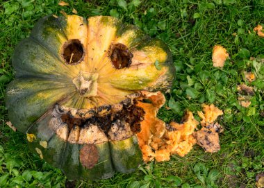 Cadılar bayramı için oyulmuş balkabağı, bayramdan sonra şımartılmış balkabağı, sonbahar zamanı