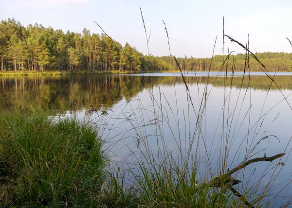 Paysage Automne Avec Lac Tourbière Reflets Arbres Dans Eau Lac — Photo