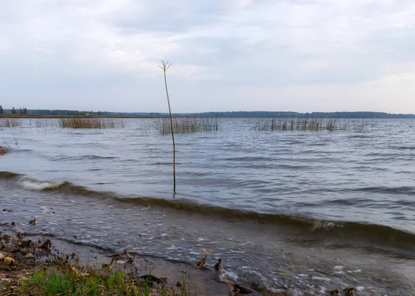 Осенний Вид Озеро Передний План Луга Озеро Буртниеки Латвия — стоковое фото