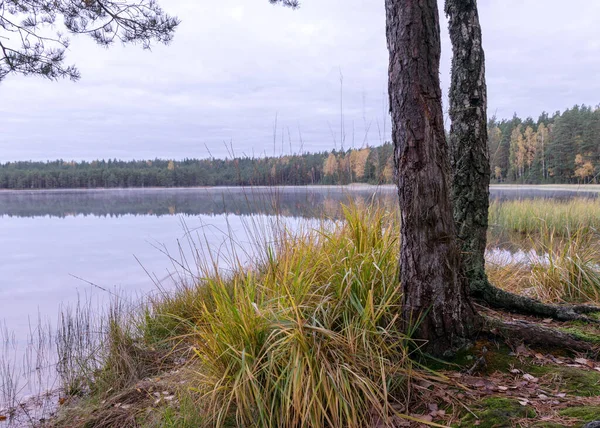 背景には初秋の朝の小さな袋湖 湖の表面に霧 前景に乾いた草 水の中の木の反射 曇った空 秋の風景 — ストック写真