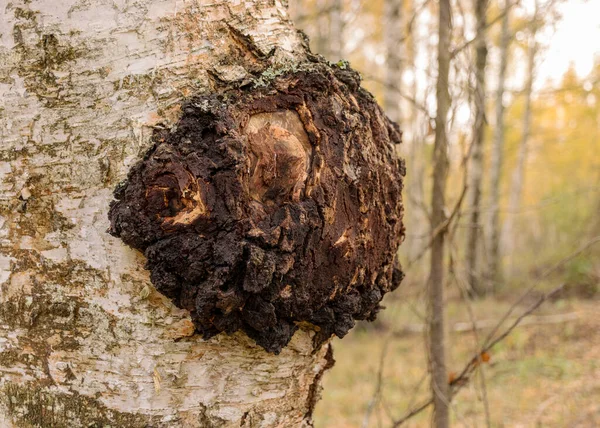 Sonbahar ormanındaki bir huş ağacına yakın plan mantar mantarı fotoğrafı..