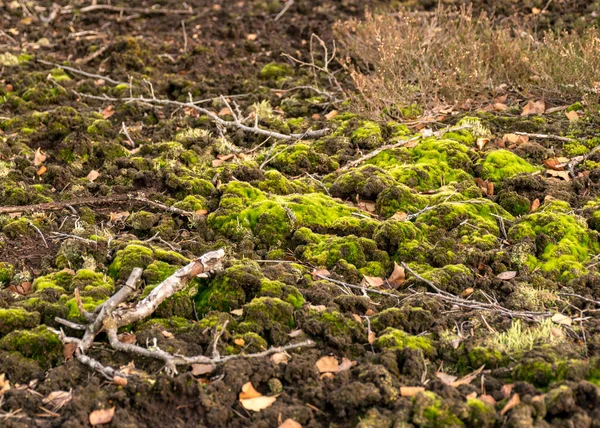 Entwickelte Moorvegetation Entfernte Torfdecke Moosflechten Und Gras Trockene Äste Herbstfarben — Stockfoto