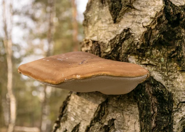 Schöner Strauch Auf Einem Birkenstamm Herbst Birkenhain Herbstfarben — Stockfoto