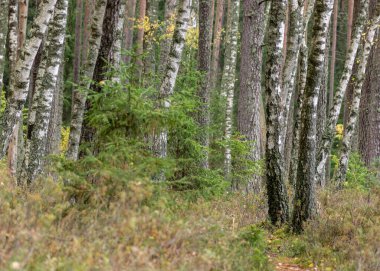 Ormandan vahşi sonbahar manzarası, kuru yapraklar, kuru otlar ve yosunlar, ağaç gövdeleri, sonbahar zamanı.