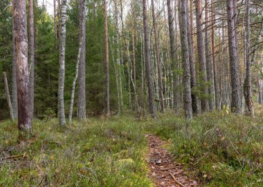 Ormandan gelen sonbahar manzarası, orman yolundaki kuru yapraklar, kuru otlar ve yosunlar, düşen ağaç dalları, sonbahar ormanı.