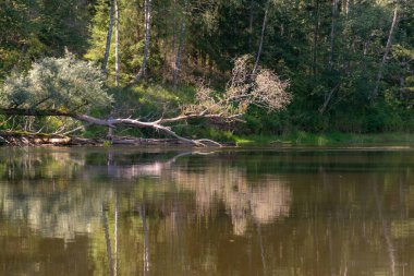 Eski ahşap arka planda yeşil yapraklar