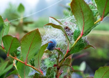 Sabah çiğ tanesinde örümcek ağı, yaban mersini ve yeşil yapraklar, sonbahar sabahı
