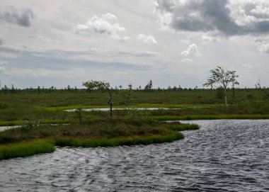 Bataklık gölü ile rüzgarlı bir manzara, gölün suyu dalgalanır ve ağaçlar güçlü rüzgarlarla hareket eder, bataklık ve geleneksel bitki örtüsünün arka planı, yaz mevsimi