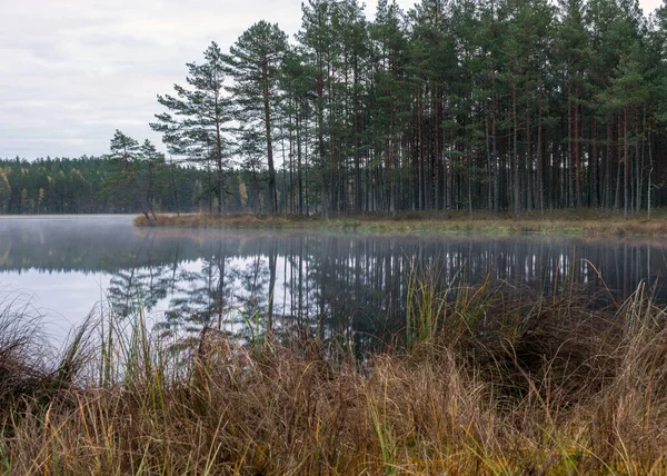 Latar Belakang Sebuah Danau Rawa Kecil Awal Musim Gugur Pagi — Stok Foto