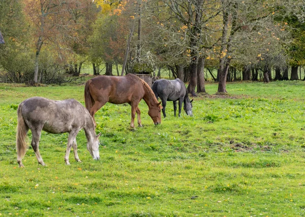 Landscape Three Different Colored Horses Horses Eating Grass Colorful Autumn — Stock Photo, Image