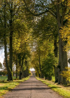 Yol kenarında muhteşem ağaçlar, altın sonbahar, Letonya