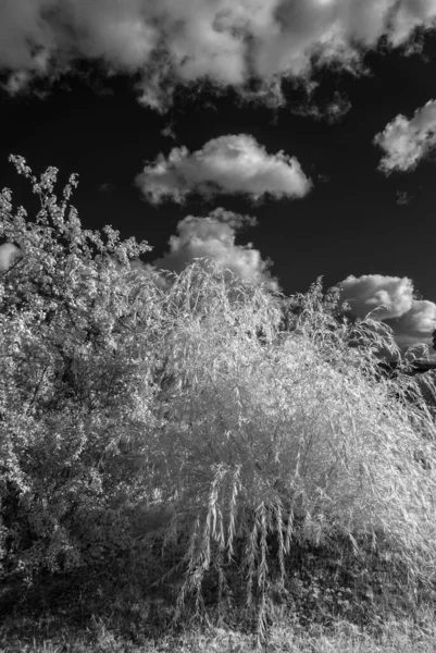 Paisagem Surreal Incomum Com Árvores Prados Nuvens Cúmulo Lindo Fotografado — Fotografia de Stock