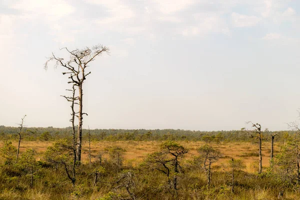 Sumpflandschaft Herbst Gemalte Moorvegetation Gras Moos Bedeckt Den Boden Moorkiefern — Stockfoto