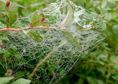 Sabah çiğ tanesinde örümcek ağı, sonbahar sabahı
