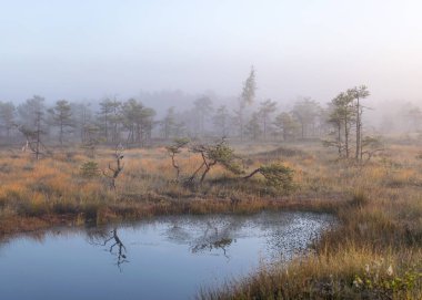 Sabah sisli bataklık manzarası, bulanık bataklık çam hatları, bataklık bitkisi, bataklıkta gün doğumu, Madiesenu bataklığı, Dikli, Letonya