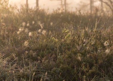 bog landscape in the morning mist, bog vegetation and texture, Madiesenu swamp, Dikli, Latvia