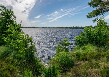 Bataklık gölü olan rüzgarlı bir manzara, göl suyu dalgalanır ve ağaçlar güçlü rüzgarlarla hareket eder, yaz zamanı