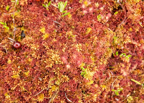 Végétation Marécageuse Traditionnelle Avec Herbe Mousses Lichens Sous Pluie Fond — Photo