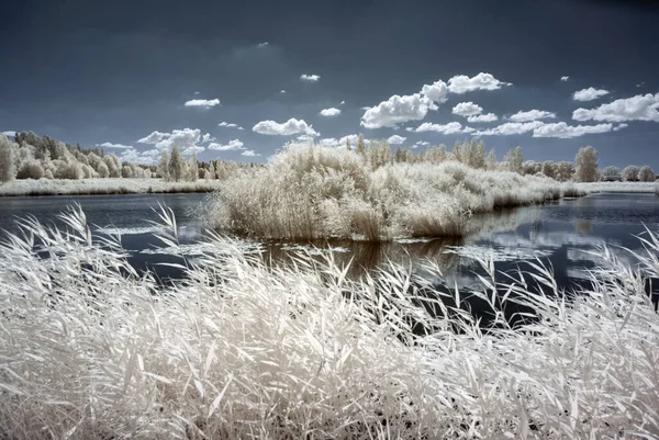 Sunny Summer Landscape Infrared Photo Snowy Tree Amazing Nature Lake — Stock Photo, Image