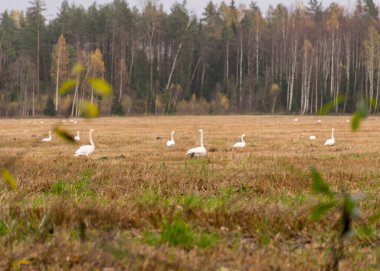 Tarım arazisi manzarası ve ağaçların ve çalıların arasından geçen beyaz kuğu sürüsü, sonbahar zamanı