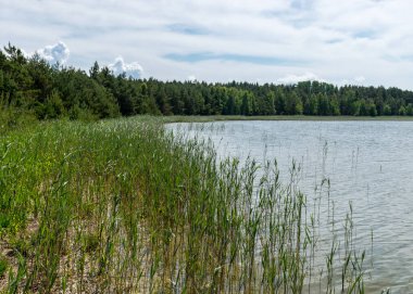 Kısa yeşil çimenler, kum ve çakıl taşları, geleneksel yaz manzarası, Harilaid Doğa Rezervi, Estonya, Baltık Denizi