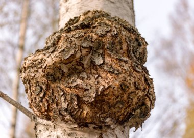 Sonbahar ormanındaki bir huş ağacına yakın plan mantar mantarı fotoğrafı..