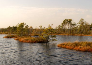 Bataklık manzarası, sonbaharda boyanmış bataklık bitkileri, küçük bataklık gölleri, küçük bataklık çam ağaçları, çimenler, yosun kaplı adalar, Kodaja bataklığı, Letonya