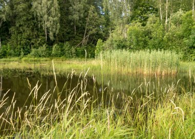 Göl kenarındaki güneşli yaz manzarası, ağaçlar ve kümülüs bulutları göl suyuna yansıyor, kıyı sazlıklarla kaplanıyor, yaz doğası.
