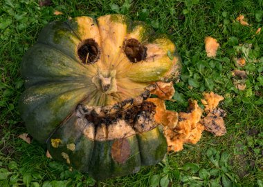 Cadılar bayramı için oyulmuş balkabağı, bayramdan sonra şımartılmış balkabağı, sonbahar zamanı