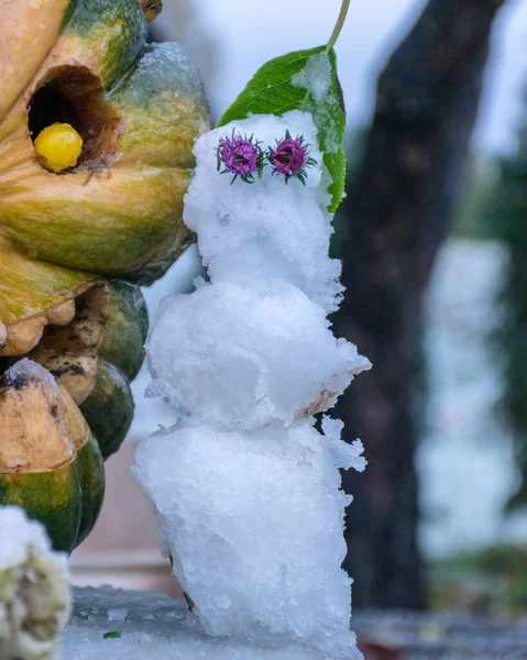Första Snön Snidade Dekorativa Pumpor Trädgården Lite Snögubbe Bredvid Pumpa — Stockfoto
