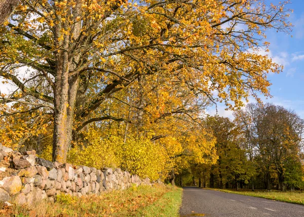 Piękny Jesienny Krajobraz Kolorowymi Drzewami Drogą Złota Jesień Listopad Jesień — Zdjęcie stockowe