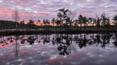 Bataklık üzerinde renkli bir gün doğumu, karanlık bataklık ağacı siluetleri, karanlık bataklık gölünde muhteşem gökyüzü yansımaları, soğuk sonbahar sabahı, bataklık çimlerinde ve yosunlarda ilk don, Letonya