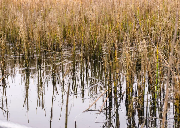 Traditionelle Ufervegetation Herbst Uferbepflanzung Nahaufnahme Herbst Fluss — Stockfoto