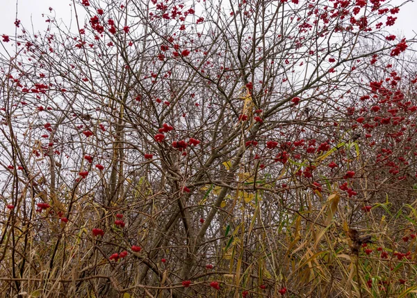 Acentos Rojos Baya Del Otoño Orilla Del Río Vegetación Tradicional —  Fotos de Stock