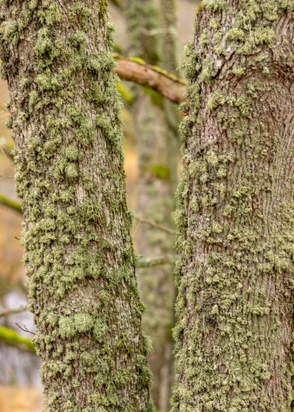 tree trunks overgrown with moss and lichens, autumn park, old tree trunks, autumn