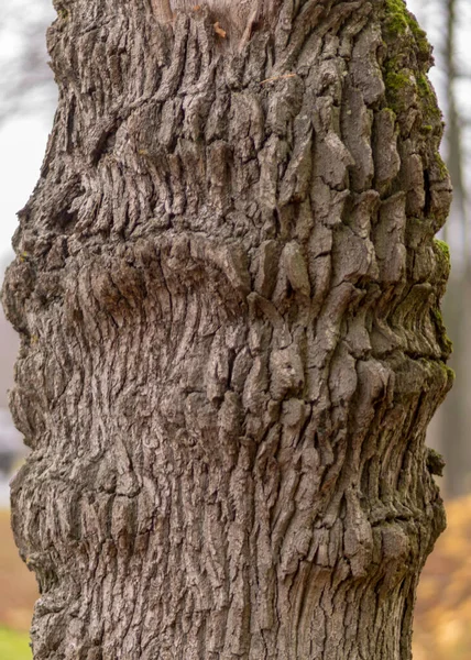 Tronchi Albero Ricoperti Muschio Licheni Parco Autunnale Vecchi Tronchi Albero — Foto Stock