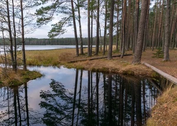 Φθινόπωρο Τοπίο Από Λίμνη Σκούρο Δέντρο Σιλουέτες Αντανακλάται Στο Νερό — Φωτογραφία Αρχείου