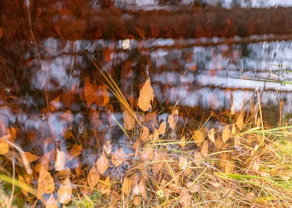 Schöne Und Bunte Baumblätter Wasser Baumreflexionen Einem Dunklen Moorsee Für — Stockfoto