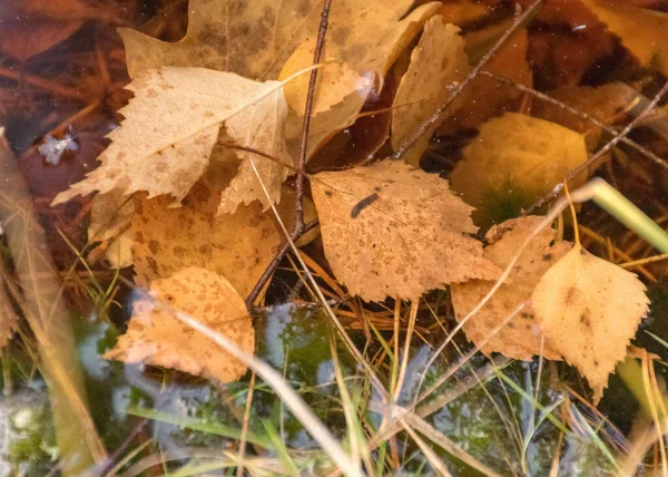 Vackra Och Färgglada Trädblad Vattnet Träd Reflektioner Mörk Myrsjö Lämplig — Stockfoto