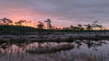 Bataklık üzerinde renkli bir gün doğumu, karanlık bataklık ağacı siluetleri, karanlık bataklık gölünde muhteşem gökyüzü yansımaları, soğuk sonbahar sabahı, bataklık çimlerinde ve yosunlarda ilk don, Letonya