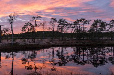 Bataklık üzerinde renkli bir gün doğumu, karanlık bataklık ağacı siluetleri, karanlık bataklık gölünde muhteşem gökyüzü yansımaları, soğuk sonbahar sabahı, bataklık çimlerinde ve yosunlarda ilk don, Letonya