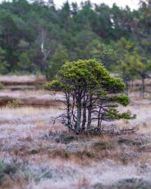 Bataklık çam dalları yakın planda, sonbahar sabahı çamurlu çamlar, ilk don bataklığın zeminini kaplıyor, Latvijas çamuru