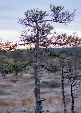 Bataklık çam dalları yakın planda, sonbahar sabahı çamurlu çamlar, ilk don bataklığın zeminini kaplıyor, Latvijas çamuru