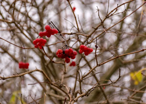 Acentos Rojos Baya Del Otoño Orilla Del Río Vegetación Tradicional —  Fotos de Stock