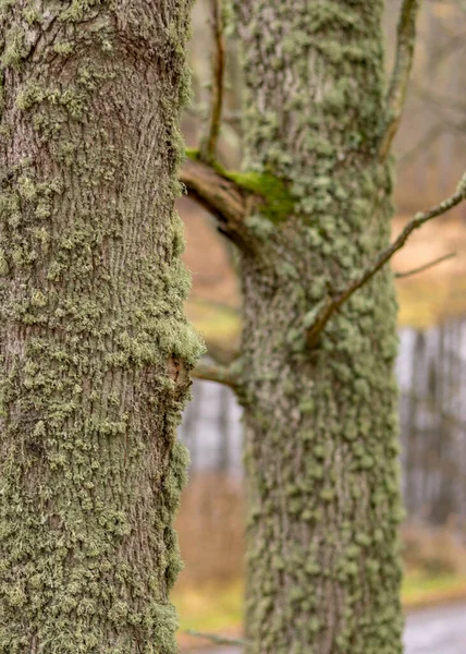 Stromy Zarostlé Mechem Lišejníky Podzimní Park Staré Kmeny Stromů Podzim — Stock fotografie