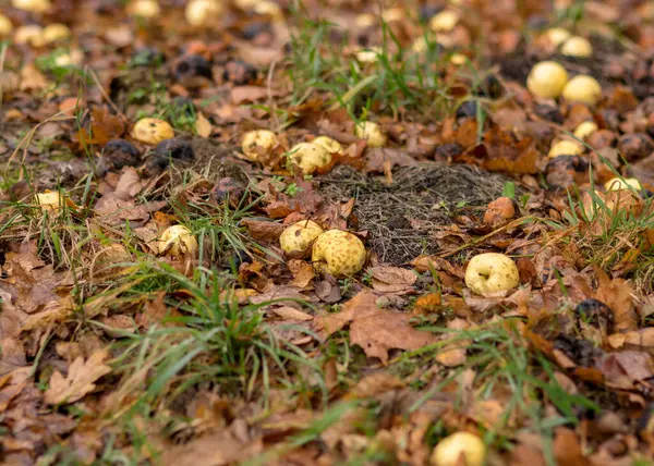 Höst Löv Bakgrund Fallna Äpplen Marken Marken Struktur Hösten Lämplig — Stockfoto