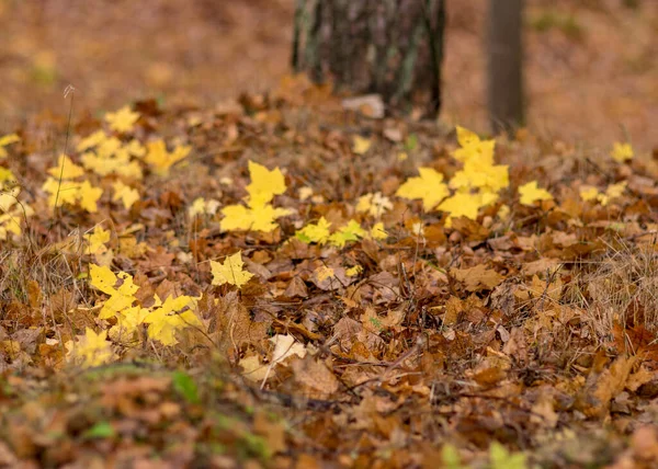 Fondo Hoja Otoño Textura Tierra Otoño Adecuado Para Fondo Otoño — Foto de Stock