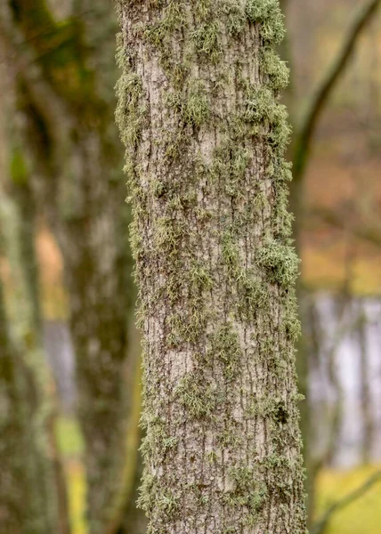 Pnie Drzew Porośnięte Mchem Porostami Jesienny Park Stare Pnie Drzew — Zdjęcie stockowe