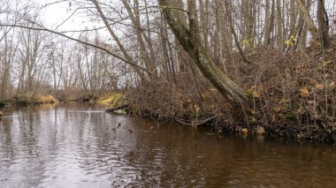 Sonbahar manzarası gri ve bulutlu bir gün, çıplak ağaçlar ve çalılarla nehir kıyısı, nehir suyundaki banka yansıması, sonbahar.